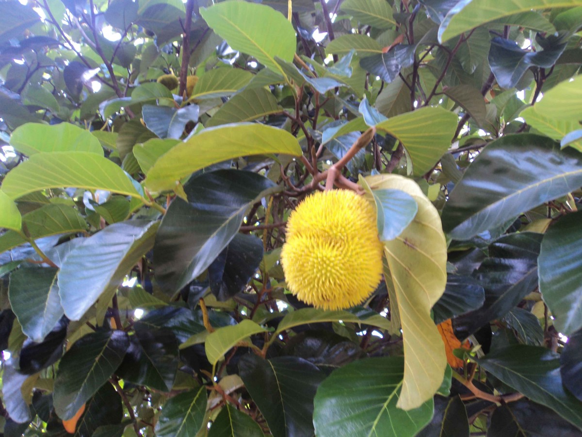 Artocarpus hirsutus Lam.